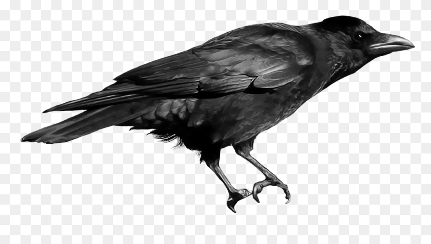 966x517 Black Crow Transparent Png - PNG Images With Transparent Background
