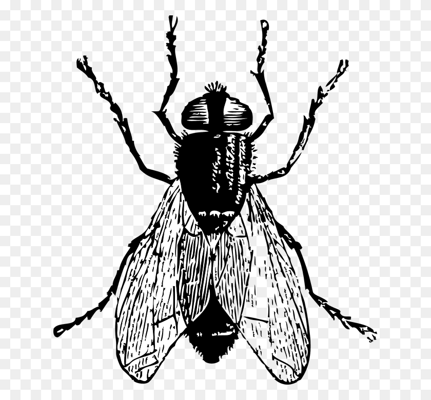 632x720 Black Horse Fly Png Clipart - Fly PNG