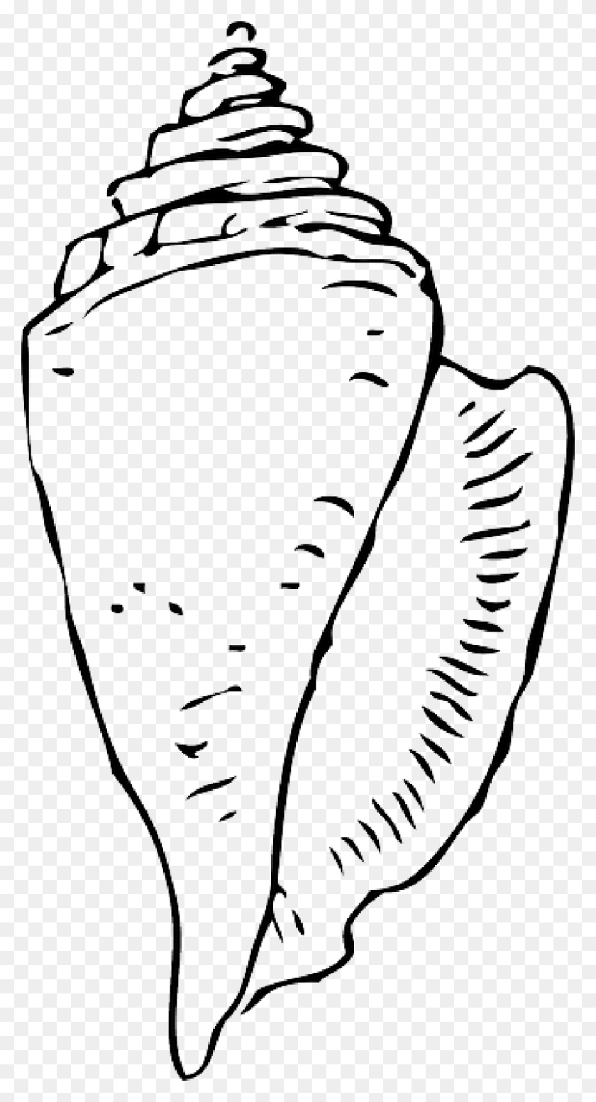 800x1532 Black, Outline, Drawing, White, Cartoon, Fish, Free - Shell Outline Clipart