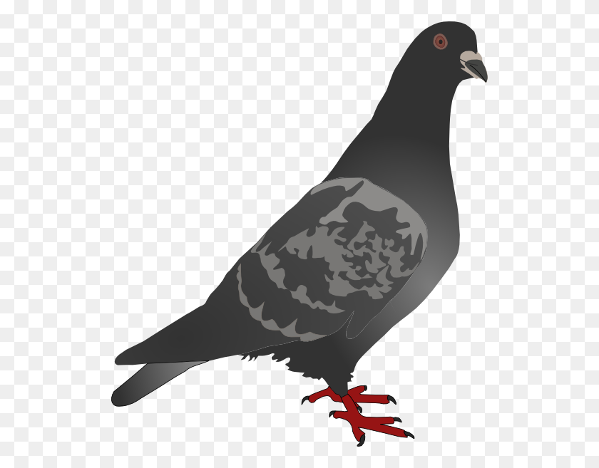 528x597 Black Pigeon Clip Art - Pigeon Clipart