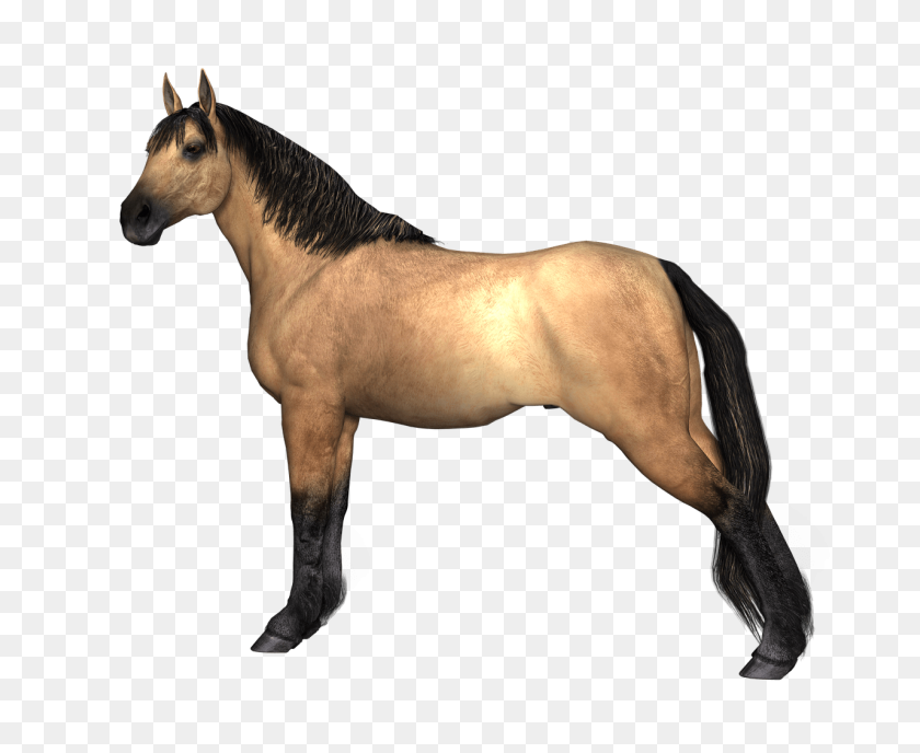 1280x1032 Black Race Horse Transparent Png - Horse PNG