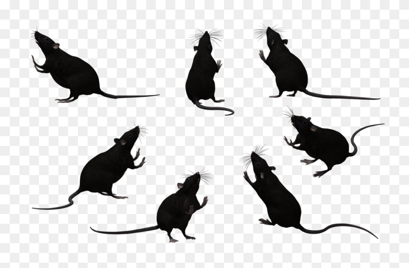 Black Rat Set - Rat PNG