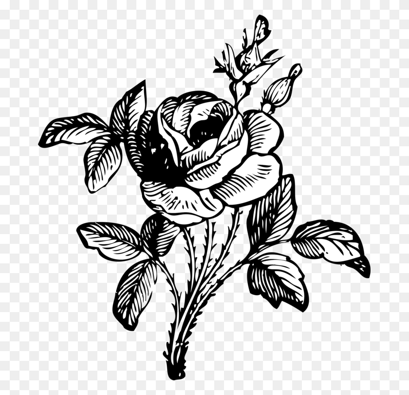 683x750 Черная Роза Рисунок Искусство Черно-Белое - Роза Клипарт Черно-Белый