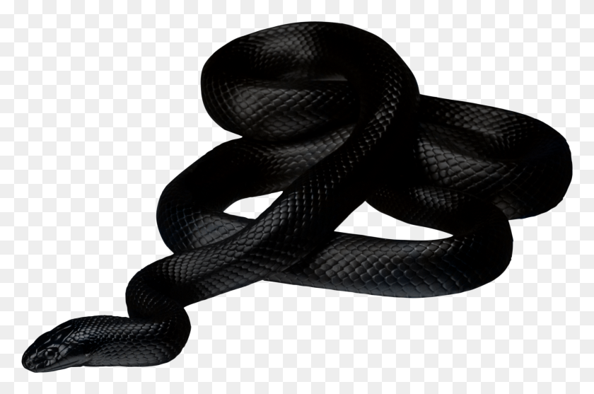 2257x1441 Black Snake Transparent Png - Snake Head PNG