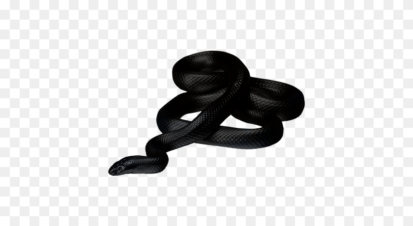 400x400 Black Snake Transparent Png - Snake PNG