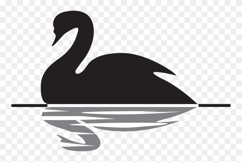 1592x1028 Изображение Чёрного Лебедя - Лебедь Png