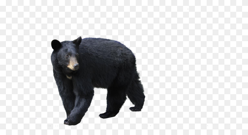 600x399 Черный Медведь Png Изображения - Черный Медведь Png