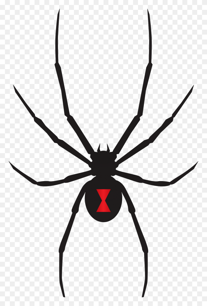1024x1548 Black Widow Spider Clip Art - Black Widow Spider Clipart