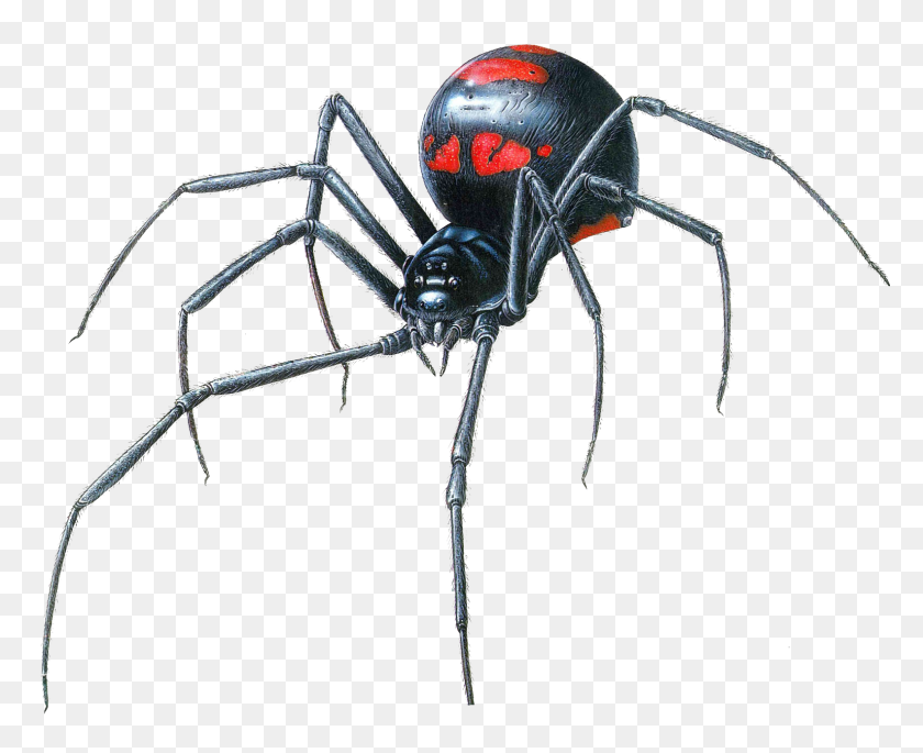 1584x1271 Black Widow Spider Transparent Png - Black Widow Logo PNG