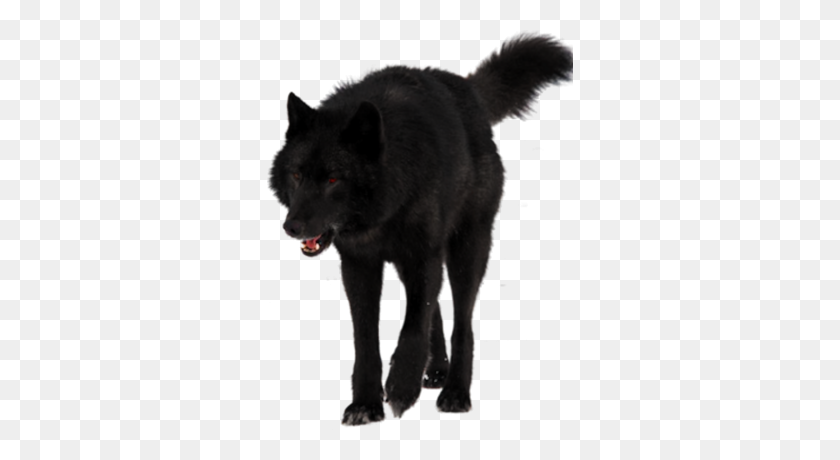 306x400 Black Wolf Black Wolf Detail Wolves - Black Wolf PNG