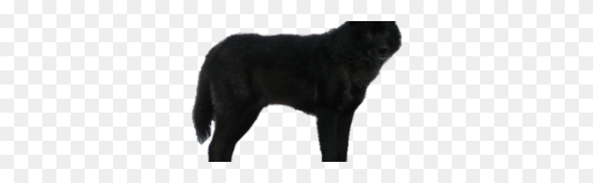 300x200 Png Черный Волк