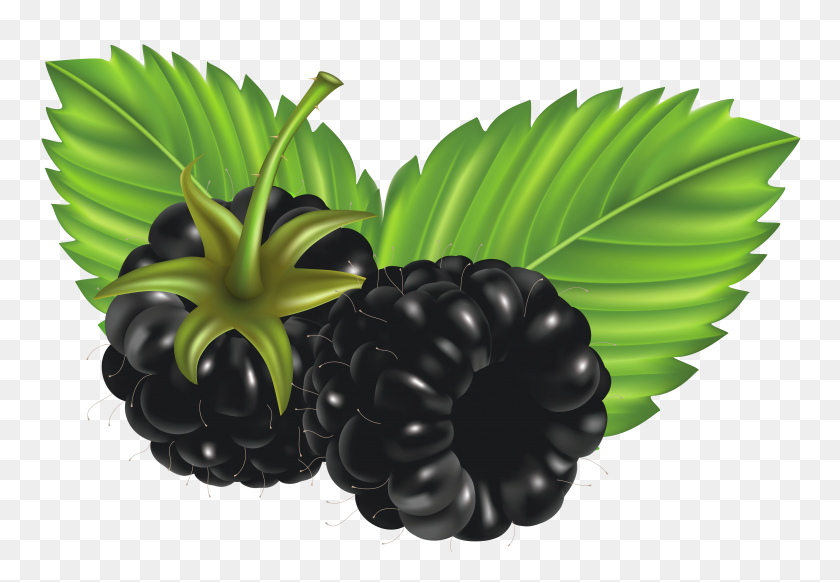 4961x3324 Blackberries Png Vector Clipart - Blackberry PNG