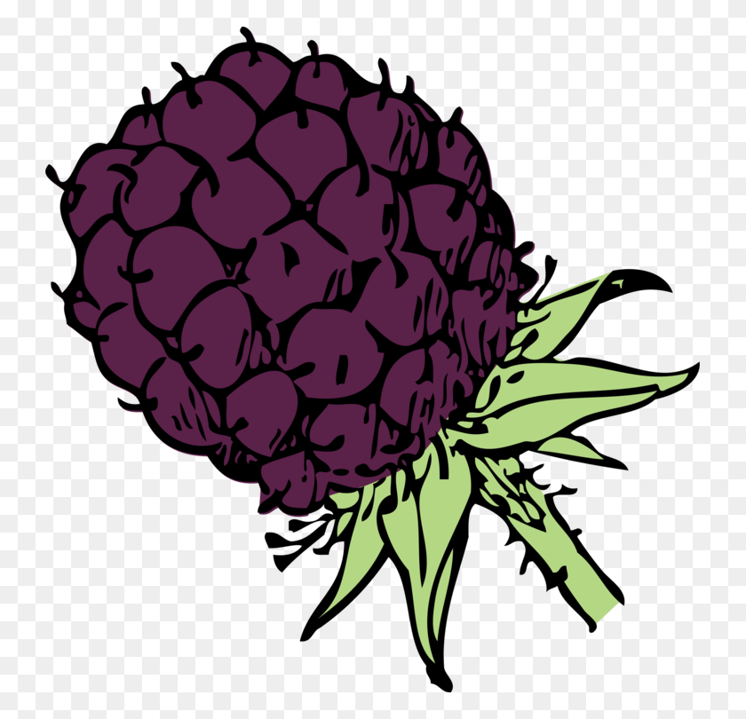 737x750 Blackberry Fruit Download Computer Icons - Blackberry Clipart