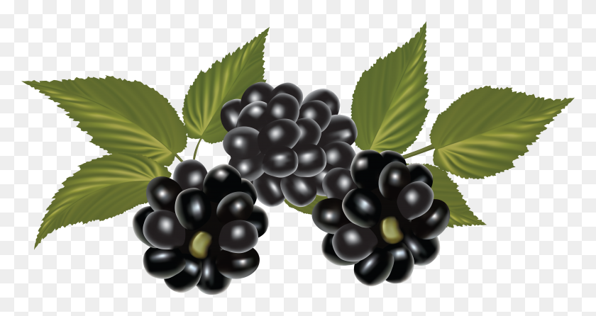 6994x3470 Blackberry Png Images Free Download - Blackberry Clipart