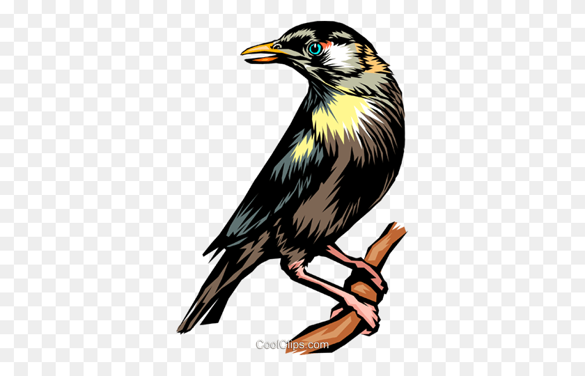 333x480 Blackbird Royalty Free Vector Clip Art Illustration - Black Bird Clipart