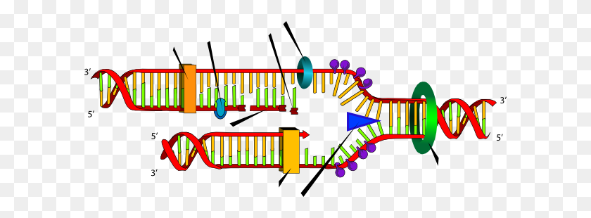 600x250 Blank Dna Replication Clip Art - Structure Clipart