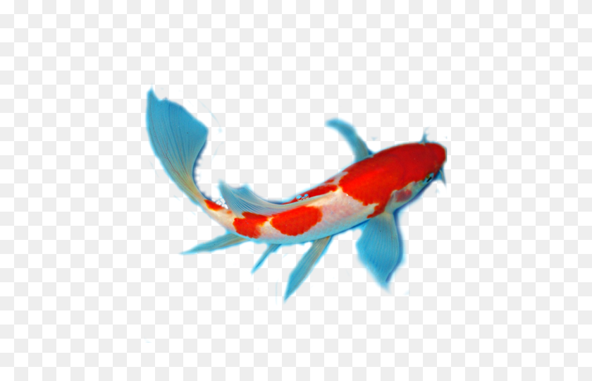 480x480 Blog - Koi Fish PNG