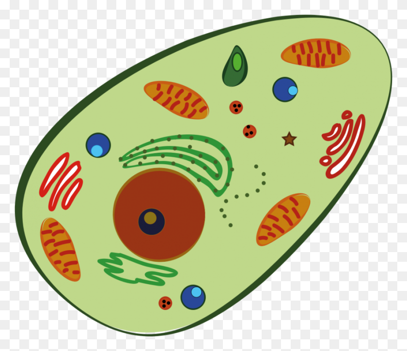 881x750 Blood Cell Human Body Homo Sapiens Plant Cell - White Blood Cell Clipart