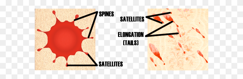 600x216 Bloodstain Pattern Analysis Principles - Blood Smear PNG