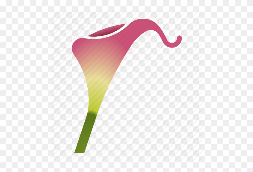 512x512 Bloom, Bulb, Calla Lily, Florist, Flower Icon - Calla Lily PNG