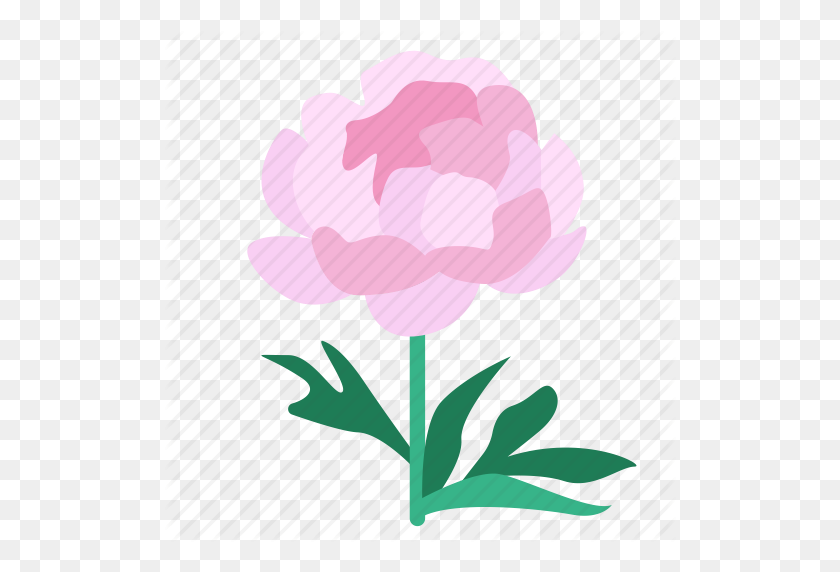 512x512 Bloom, Flora, Flower, Peony, Plant, Showy, Shrubby Icon - Peony PNG