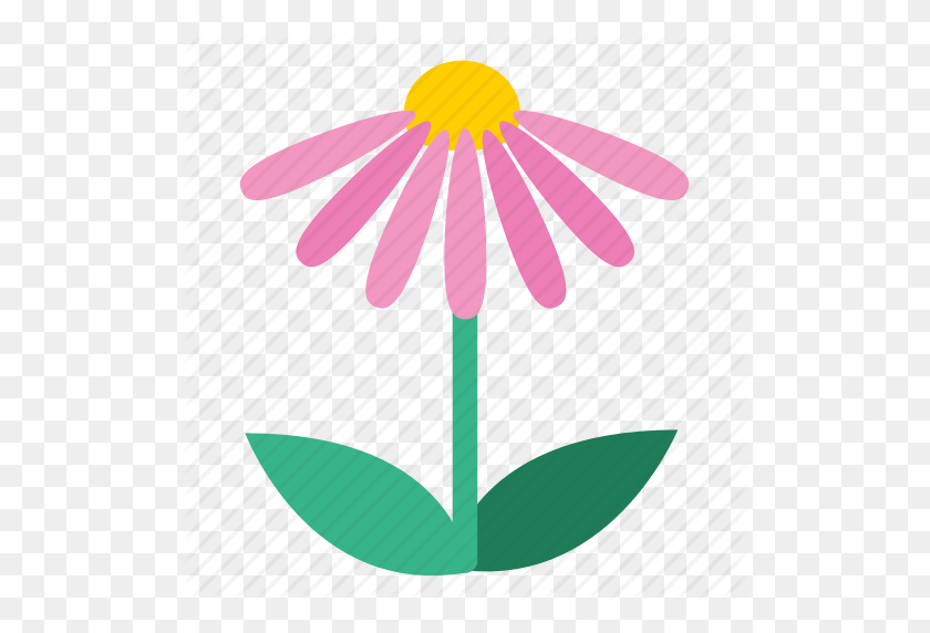 512x512 Blooming, Coneflower, Echinacea, Floral, Flower, Plant, Wildflower - Wildflower PNG