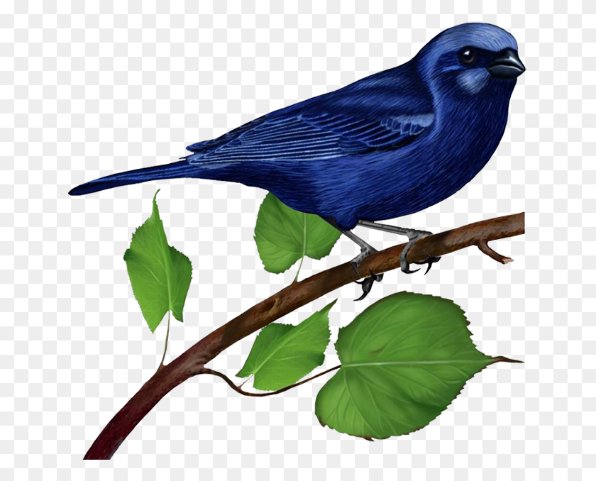 650x618 Pájaro Azul - Pájaro Azul Png