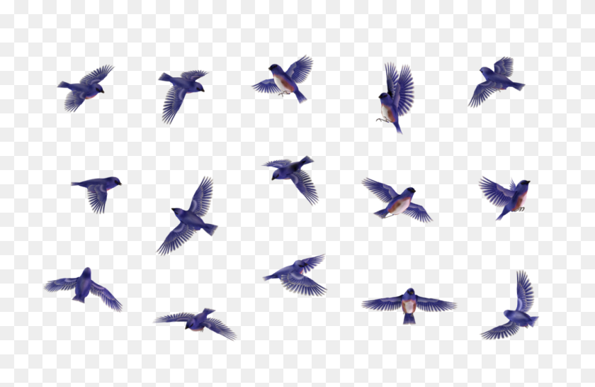 1024x639 Pájaro Azul Png Imagen Png - Pájaro Azul Png