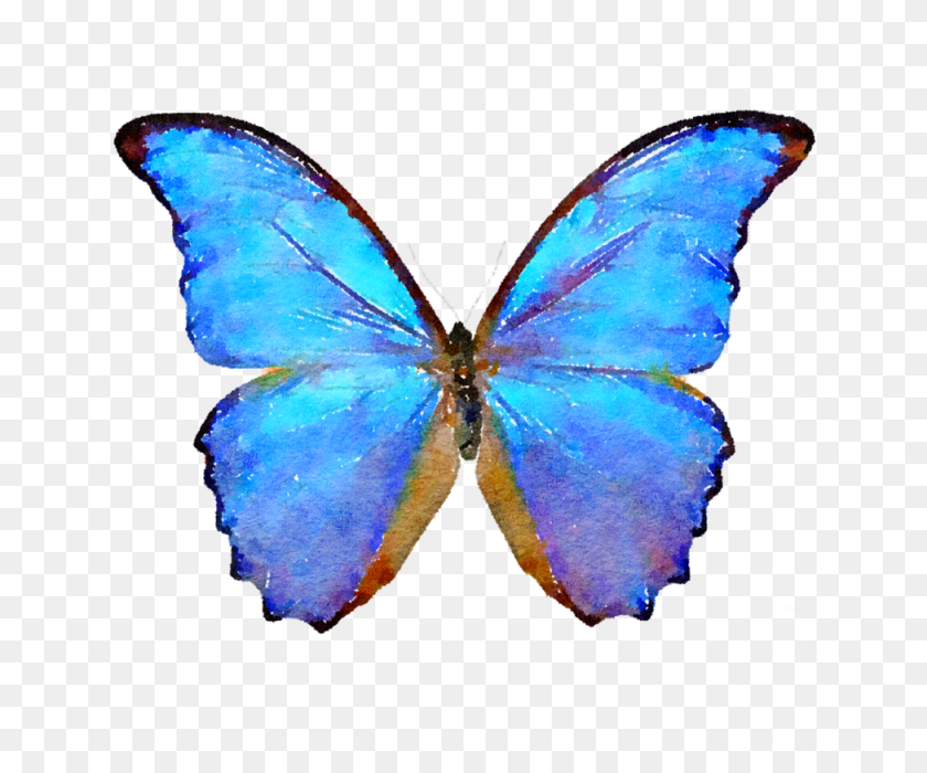 640x640 Blue Butterfly, Butterfly Clipart, Butterfly Png - Butterfly PNG Images
