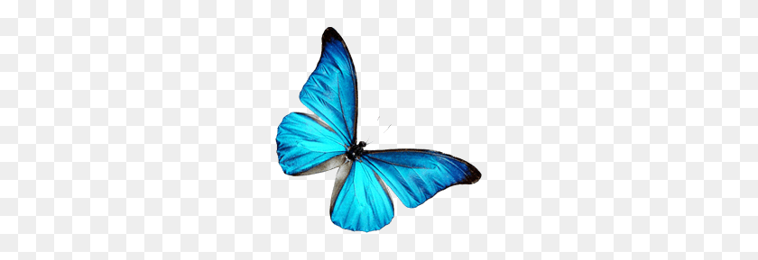 229x229 Blue Butterfly Png - Blue Butterfly PNG