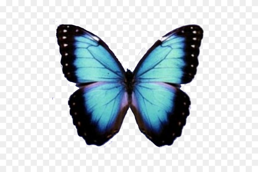 500x500 Blue Butterfly Png - Blue Butterfly PNG