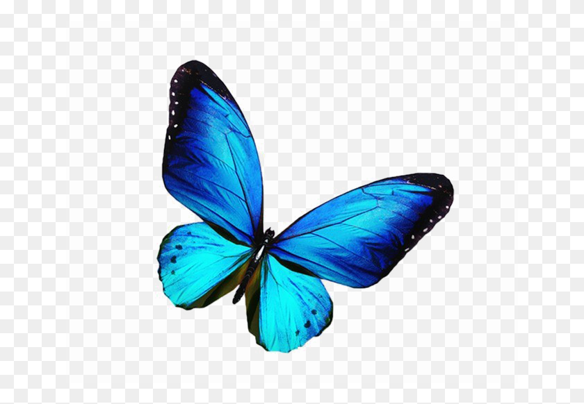 650x522 Blue Butterfly Png Transparent Image Png Arts - Blue Butterfly PNG