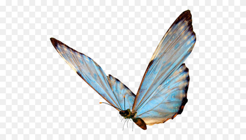 500x420 Blue Butterfly Png Tumblr - Butterfly PNG