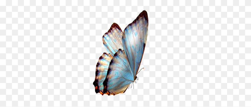 300x301 Голубая Бабочка На Прозрачном Фоне - Голубая Бабочка Png