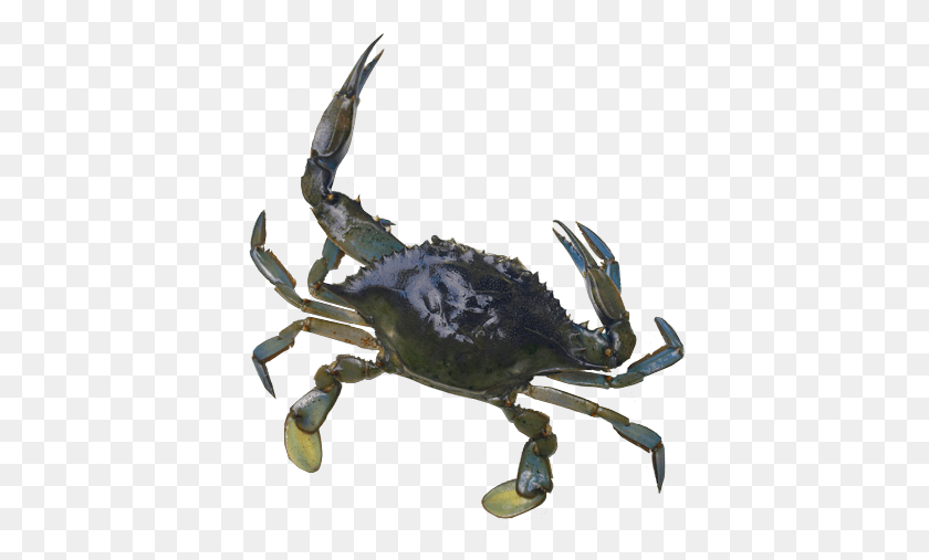 400x447 Blue Crab Super Grow Eggs - Blue Crab PNG