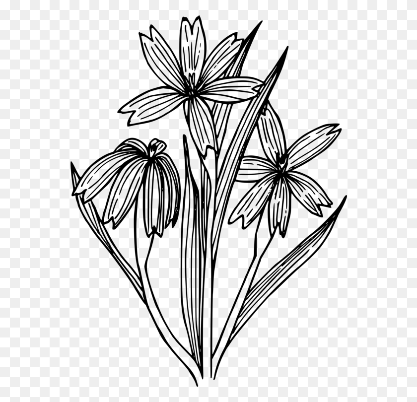 558x750 Blue Eyed Grass Drawing Line Art Coloring Book Flowering Plant - Plant Black And White Clipart
