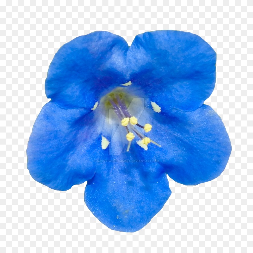 1024x1024 Flor Azul Png - Acuarela Azul Png
