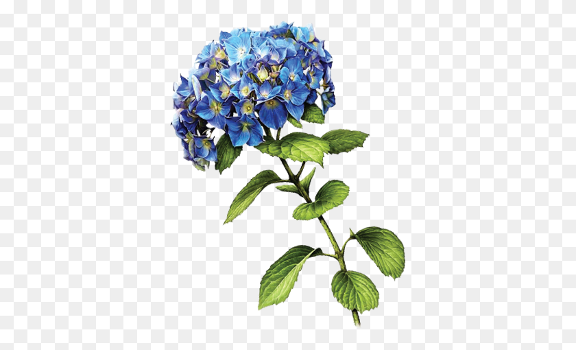 344x450 Hortensia Azul - Hortensia Png