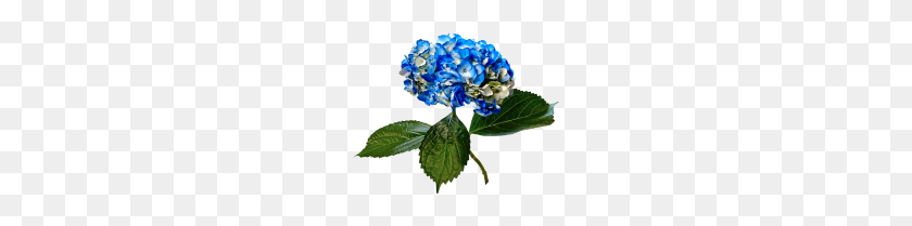 190x149 Hortensia Azul Con Hojas - Hortensia Png