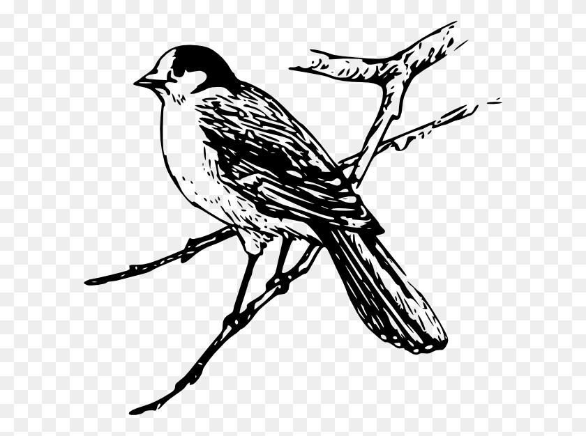 600x566 Blue Jay Clip Art - Panther Clipart Black And White