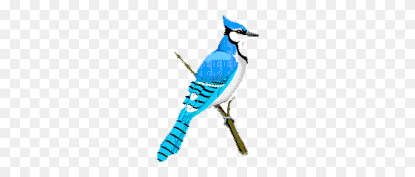 300x300 Blue Jay Clipart, Cliparts Of Blue Jay Free Download - Blue Jay PNG