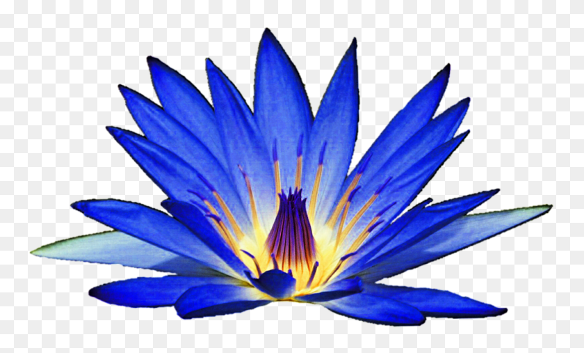 1024x588 Blue Lily Clipart - Lily PNG