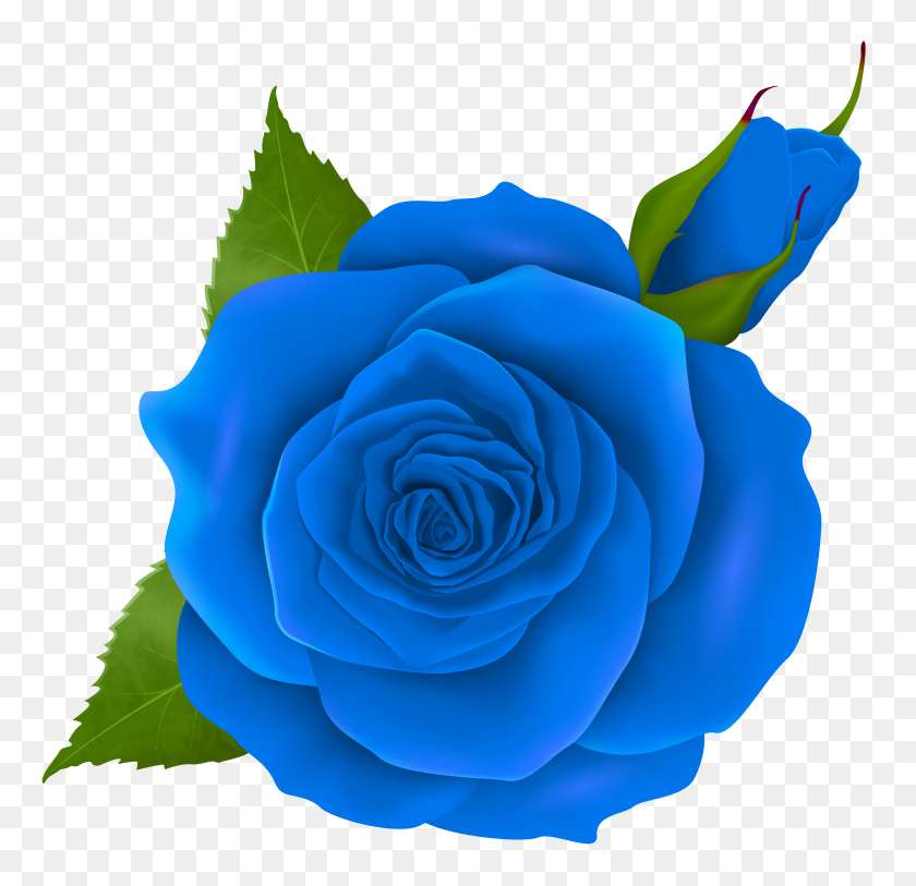 8000x7724 Blue Rose And Bud Transparent Png Clip - Bud Clipart