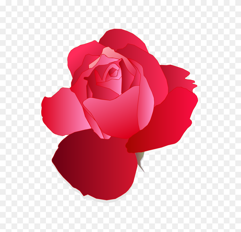 680x750 Голубая Роза Рисунок Цветок - Акварельные Розы Png