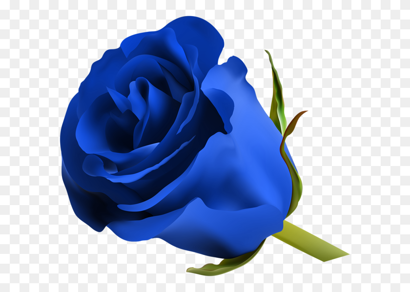 600x538 Blue Rose Png Clip Art - Blue Rose PNG