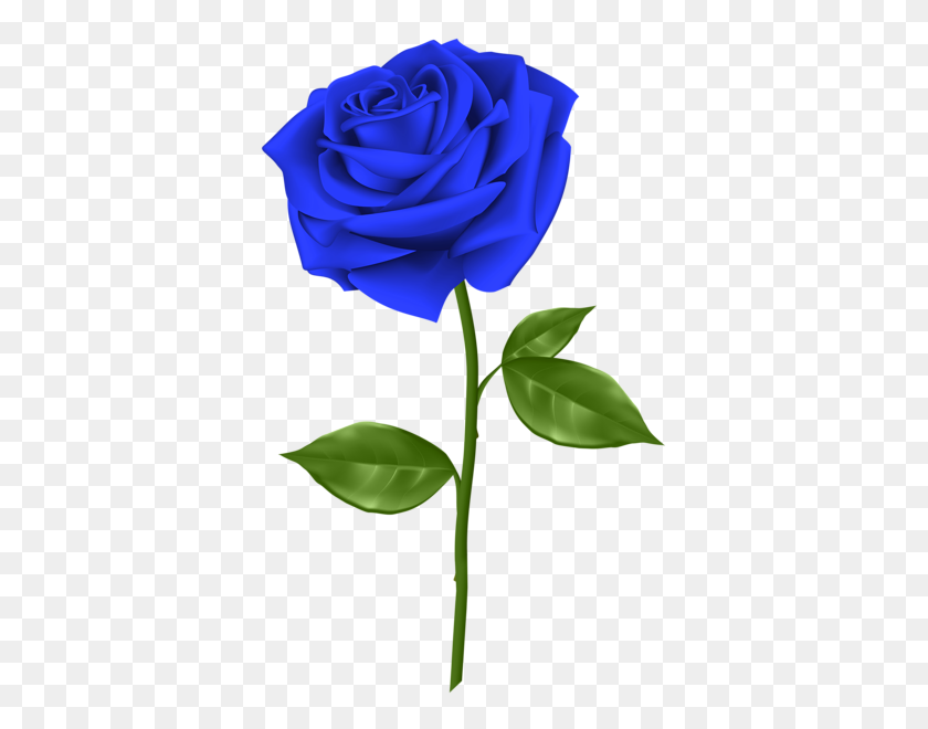 369x600 Blue Rose Transparent Png Clip - Rose Clipart PNG