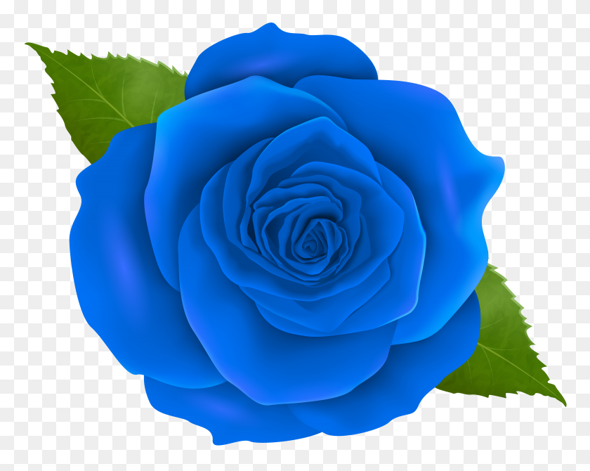 8000x6261 Blue Rose Transparent Png Clip - Rose Clipart Transparent Background
