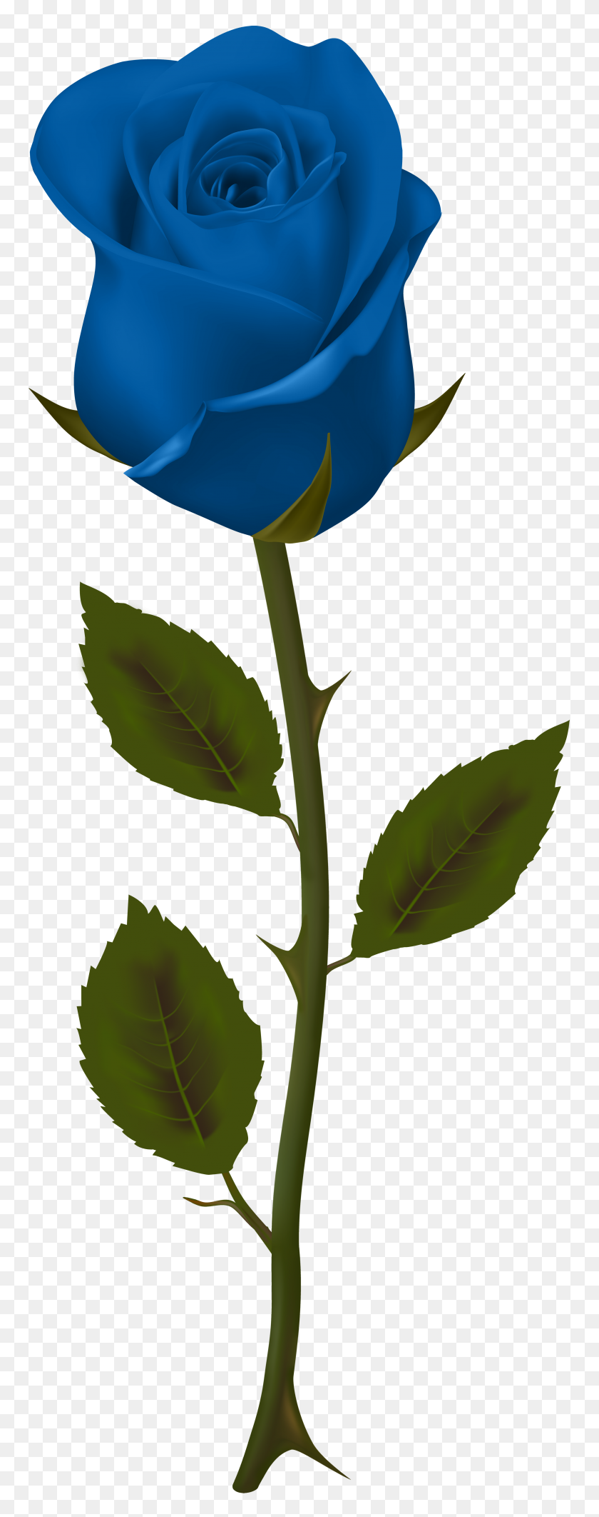 3022x8000 Blue Rose Transparent Png Clip - Blue Rose Clipart