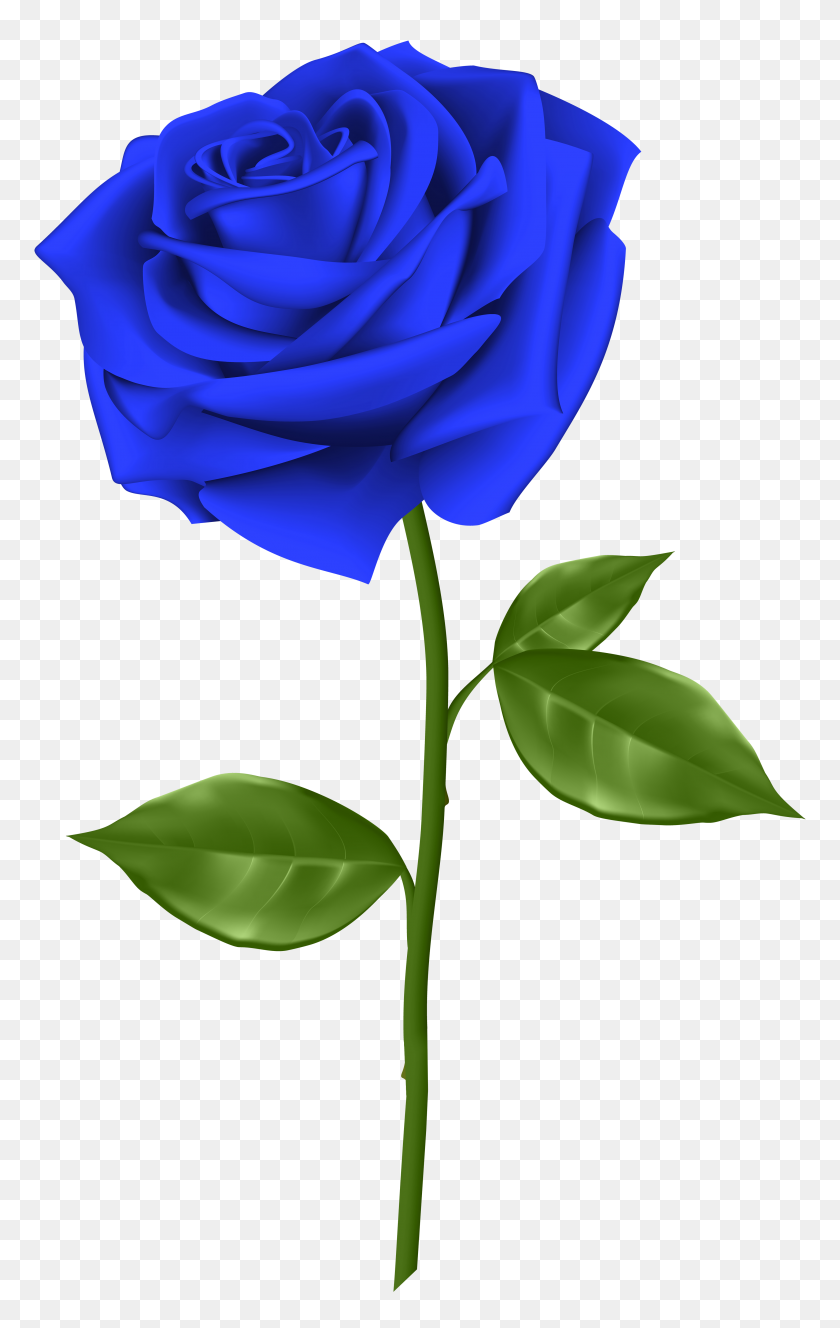 3689x6000 Rosa Azul Png Transparente Clip - Jardín Clipart Png