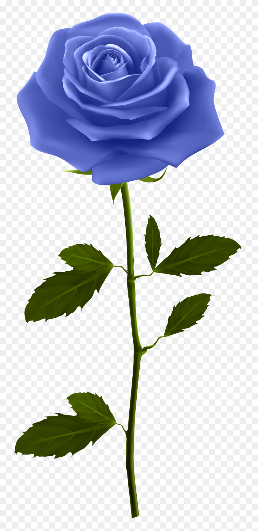 3740x8000 Blue Rose With Stem Png Clip Art - Stem PNG